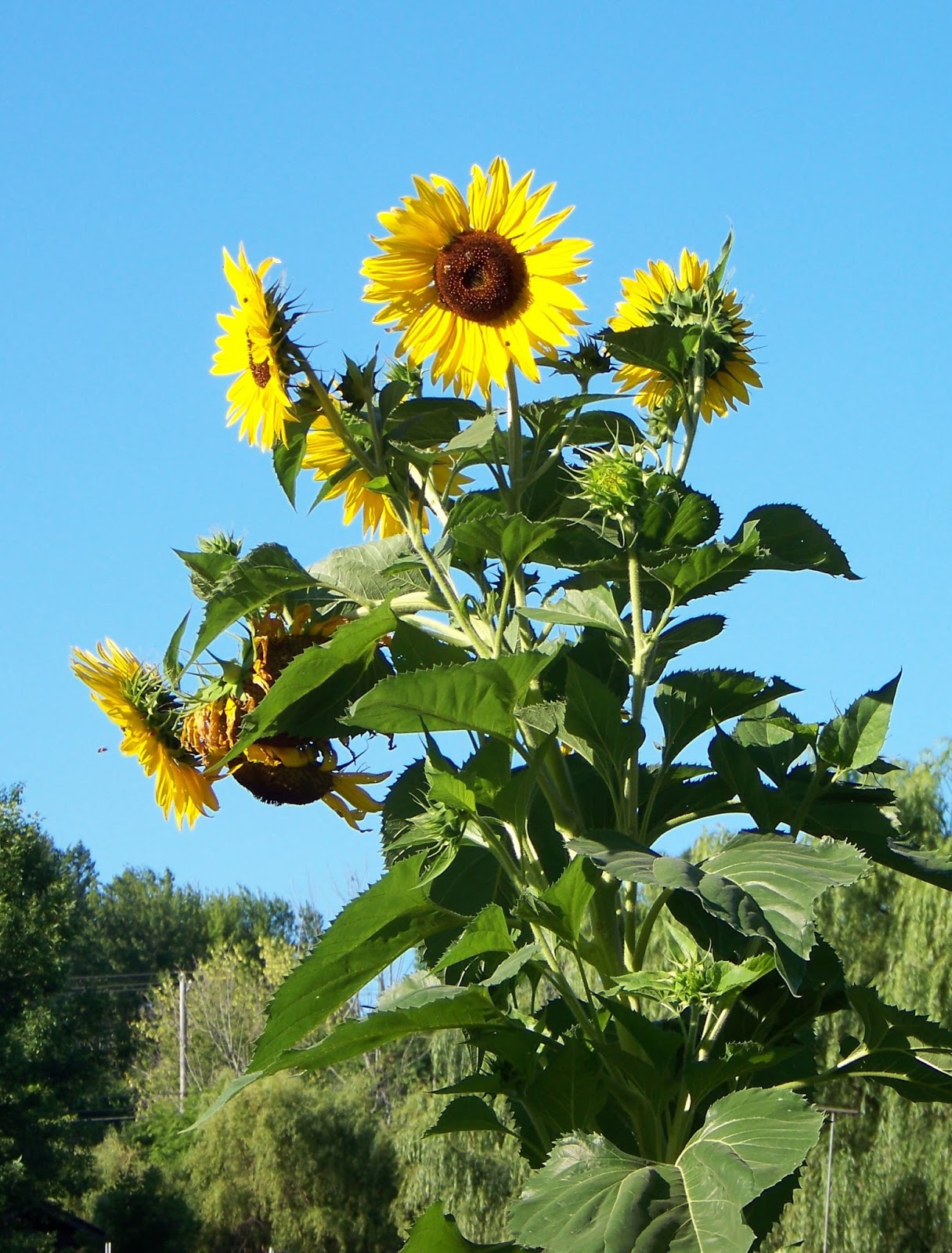 East Coast West Coast North Coast Sunflowers East Coast West Coast North Coast Sunflowers
