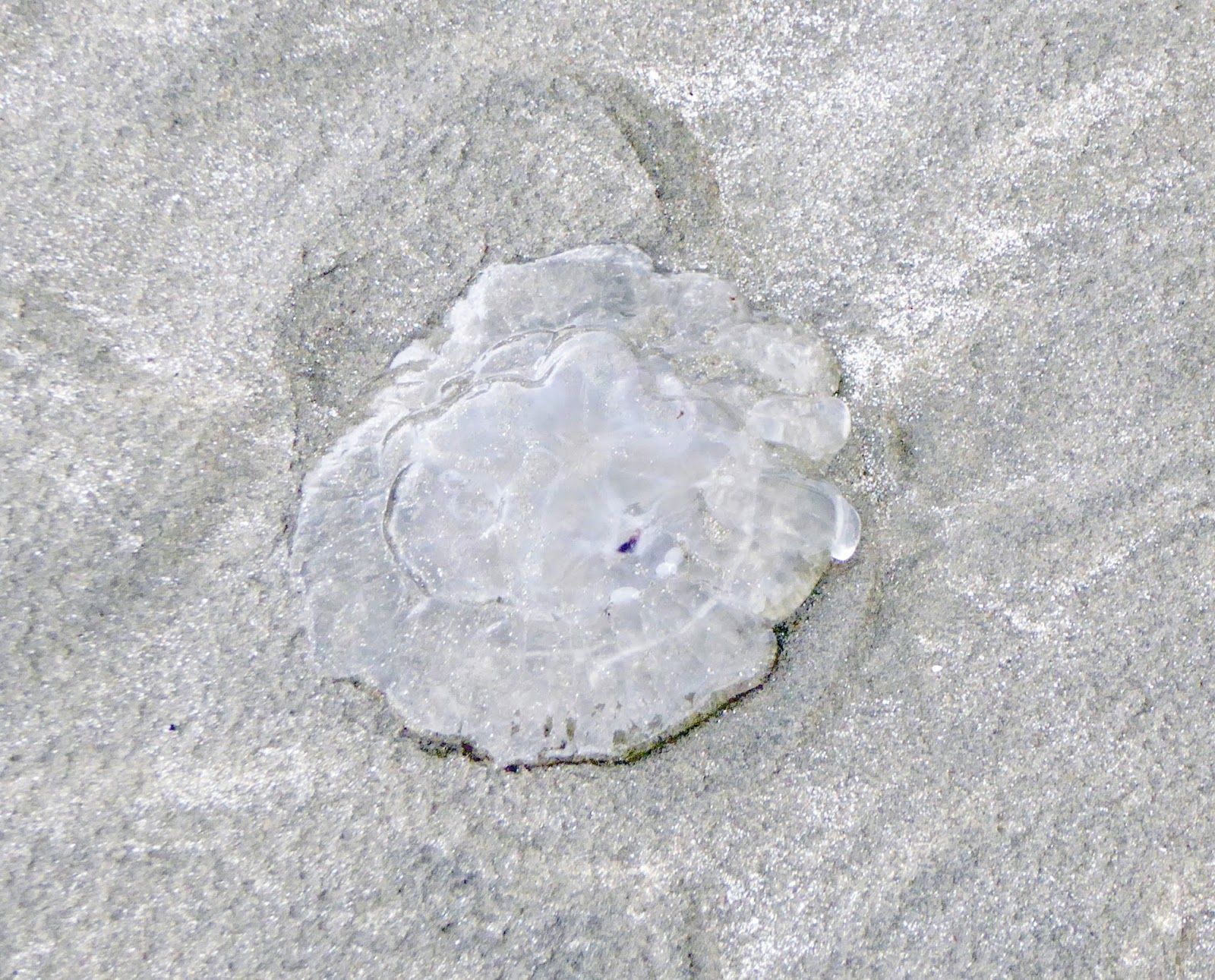 Wild and Wonderful Scottish Jellyfish Sightings 2015
