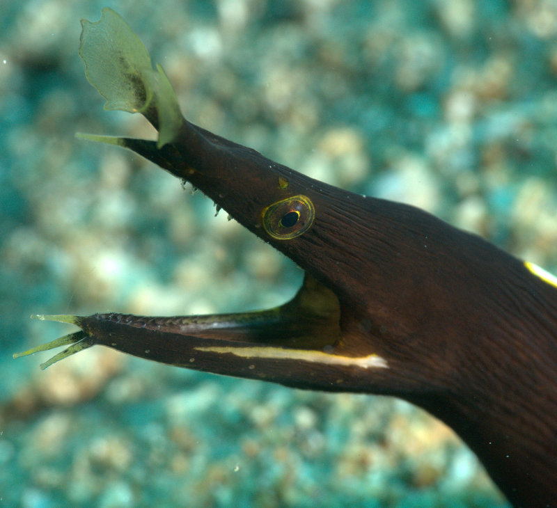 The Best of Underpressure Photography Ribbon Eel Anilao, Philippines