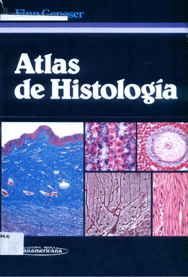 Atlas de anatomia humana moore