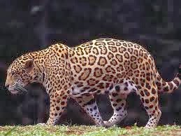 mahavir: difference between Cheetah, Leopard and Jaguar