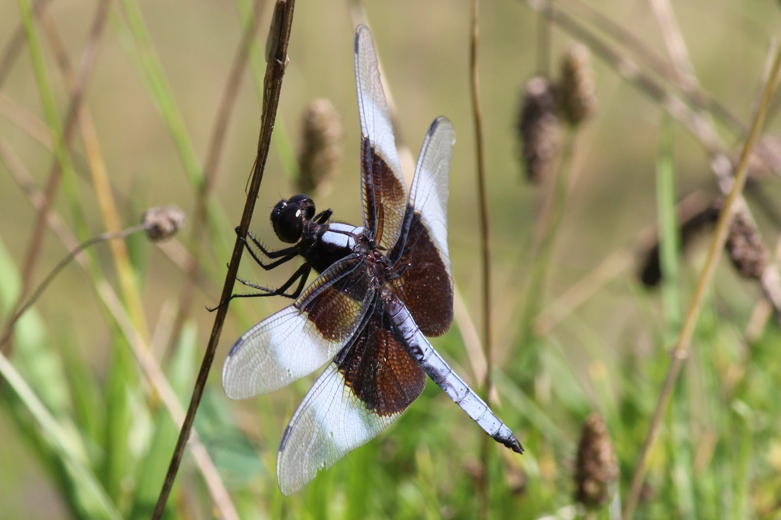 To Behold the Beauty Dragonflies and More from Ouabache State Park