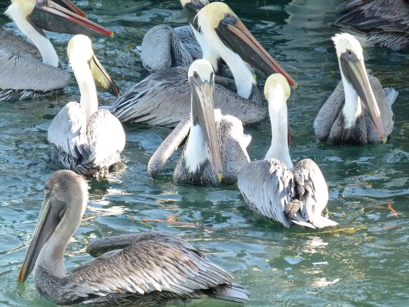 Visit Key West Tarpon feeding in Key West