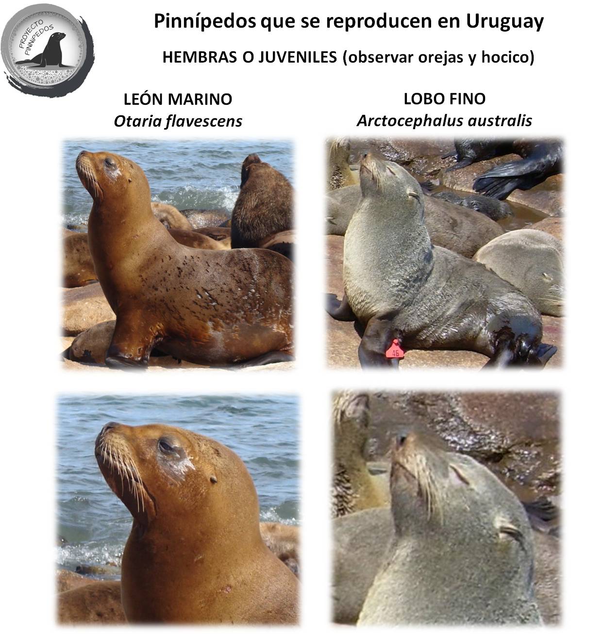 Grupo Ecologista de Jaureguiberry: LOBOS, FOCAS Y MORSAS....