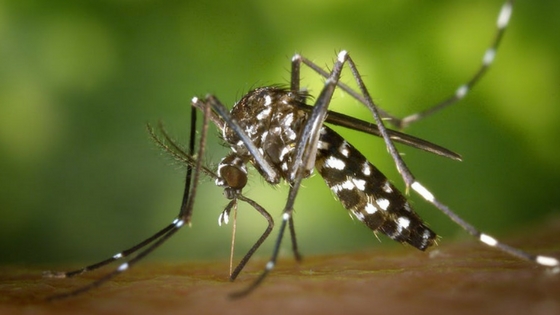 Teka-Teki Fakta: Antara nyamuk jantan dan betina, mana 
