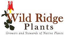 Wild Ridge Plants: Growers and Stewards of Native Plants