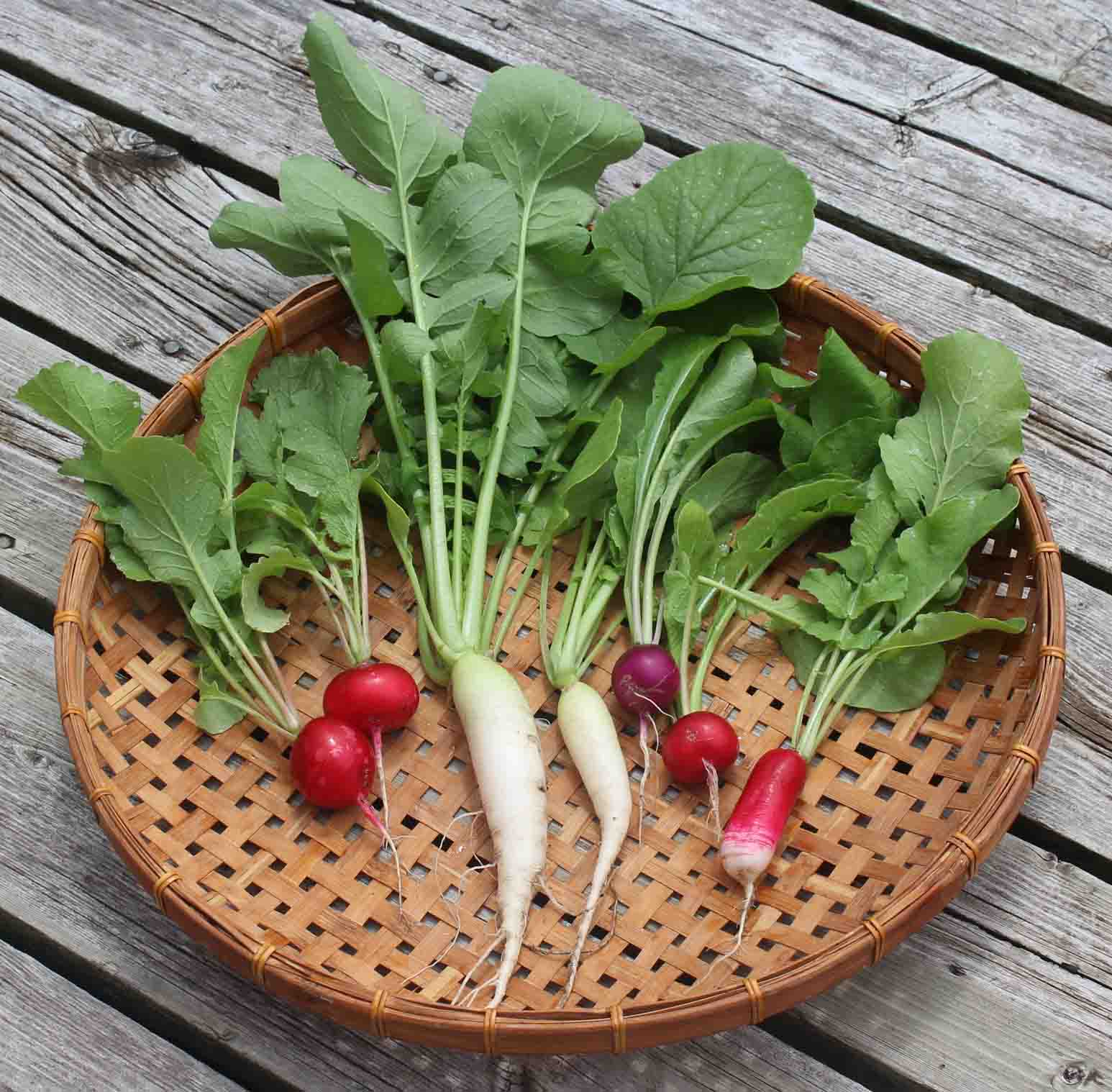 The Gardening Me: Harvest Monday - June 15, 2015