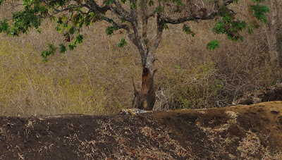 K Gudi Wilderness Camp, India camping