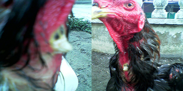 Unik! Ayam Jago yang Memiliki Jalu di Leher Club Adu Ayam