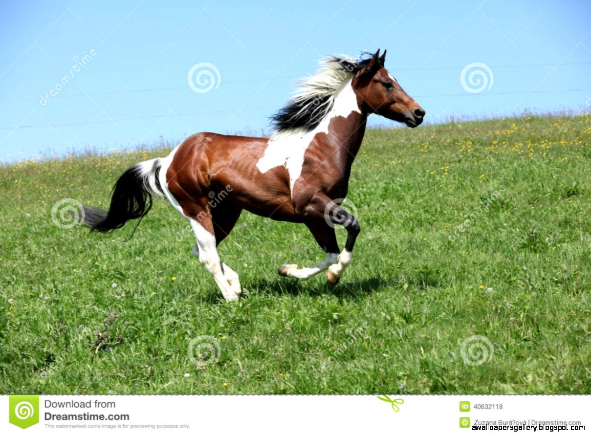 Gorgeous Brown And White Stallion Of Paint Horse Running Stock