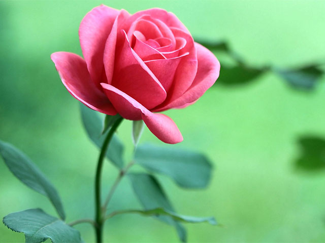 Koleksi Gambar Bunga Mawar Cantik Dan Indah Taman Bunga