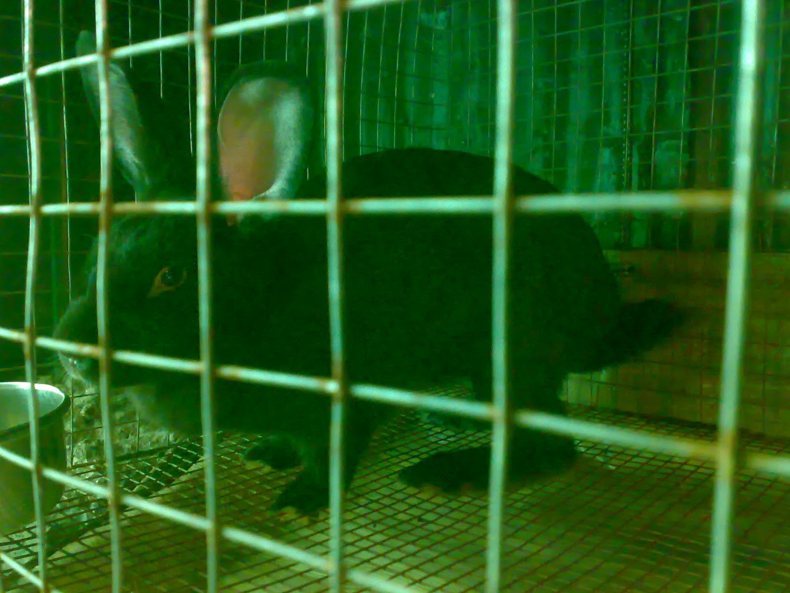 Raising Rabbits Second Generation Black Doe 1st litter