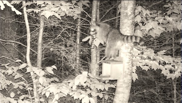 Clever Raccoon Steals Entire Bird Feeder