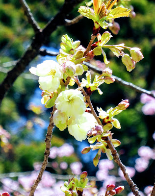 金櫻神社 鬱金桜