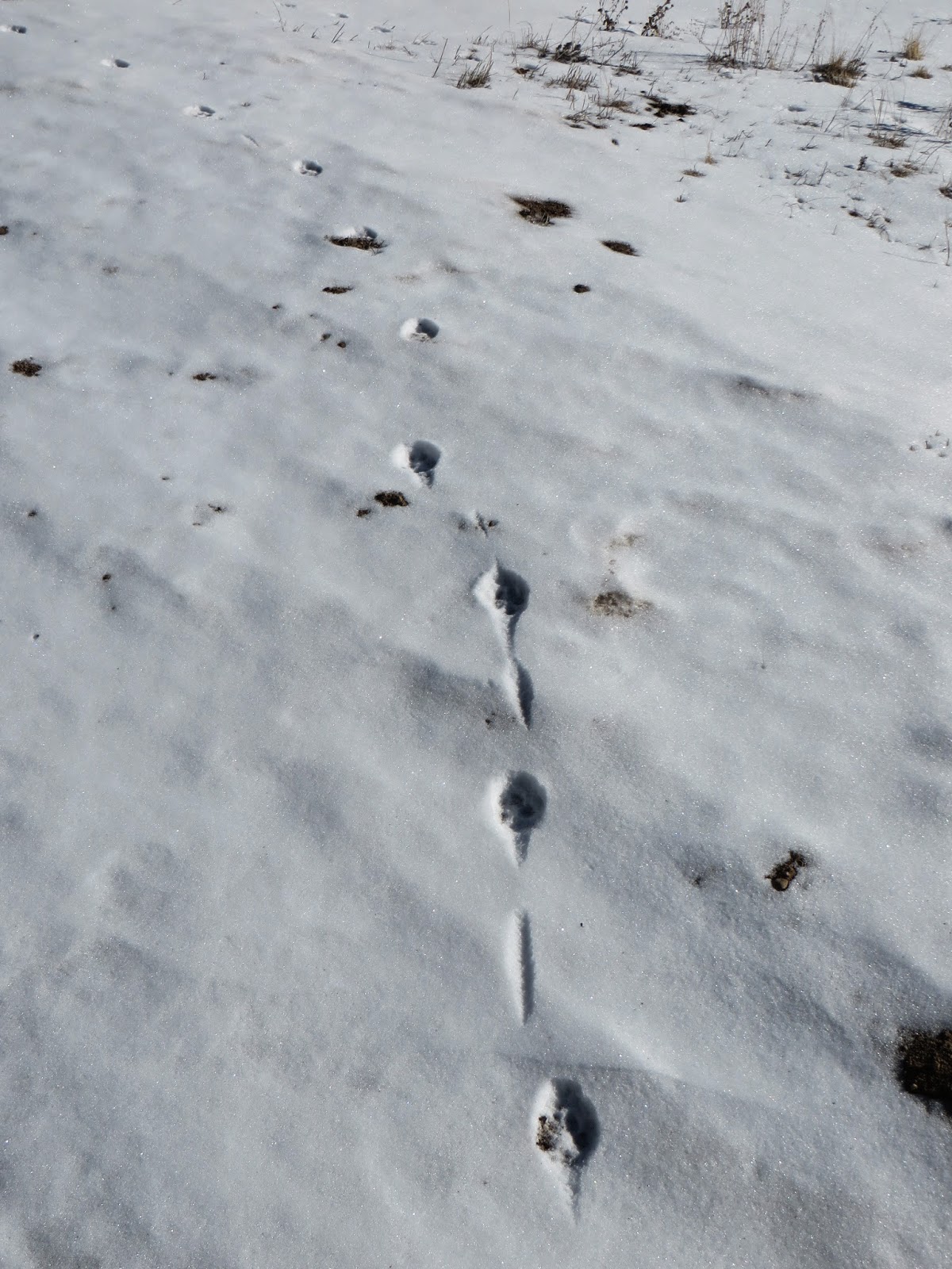a-colorado-hunter-s-life-coyote-tracks