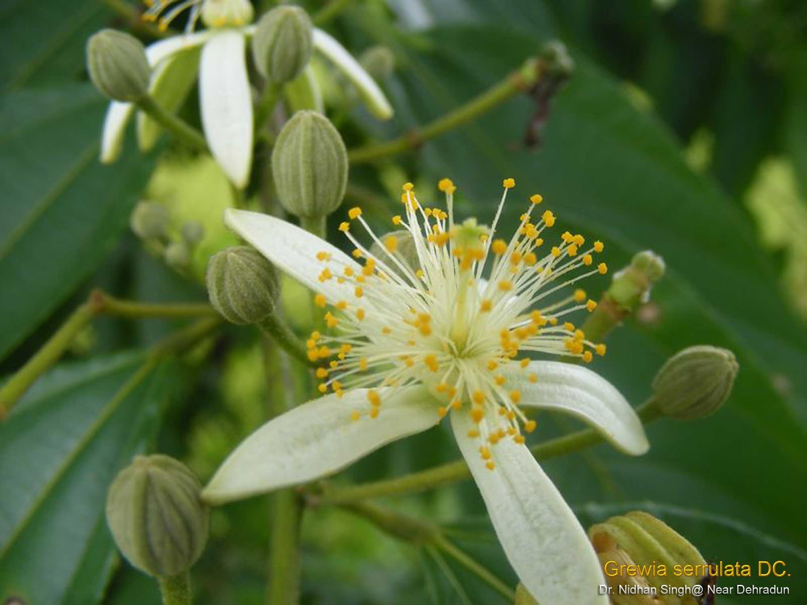 Medicinal Plants: Grewia serrulata bhansuli panisara gurguri kawri