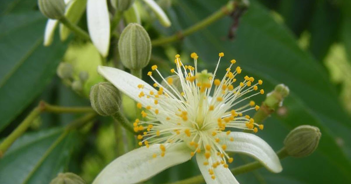 Medicinal Plants: Grewia serrulata bhansuli panisara gurguri kawri