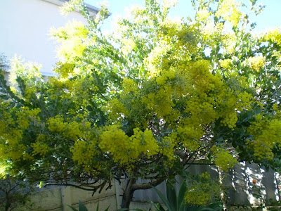 Chạm cõi Mimosa Chạm cõi Mimosa