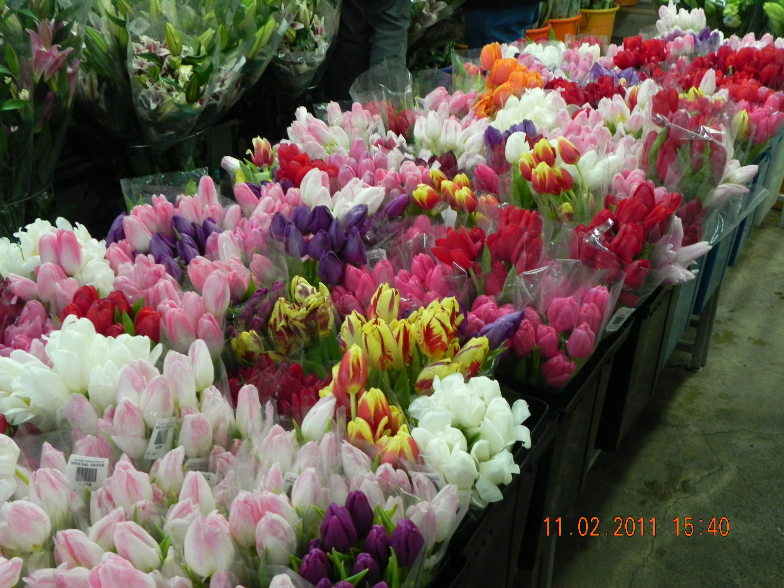 my GRdening frenzY FAR EAST FLORA