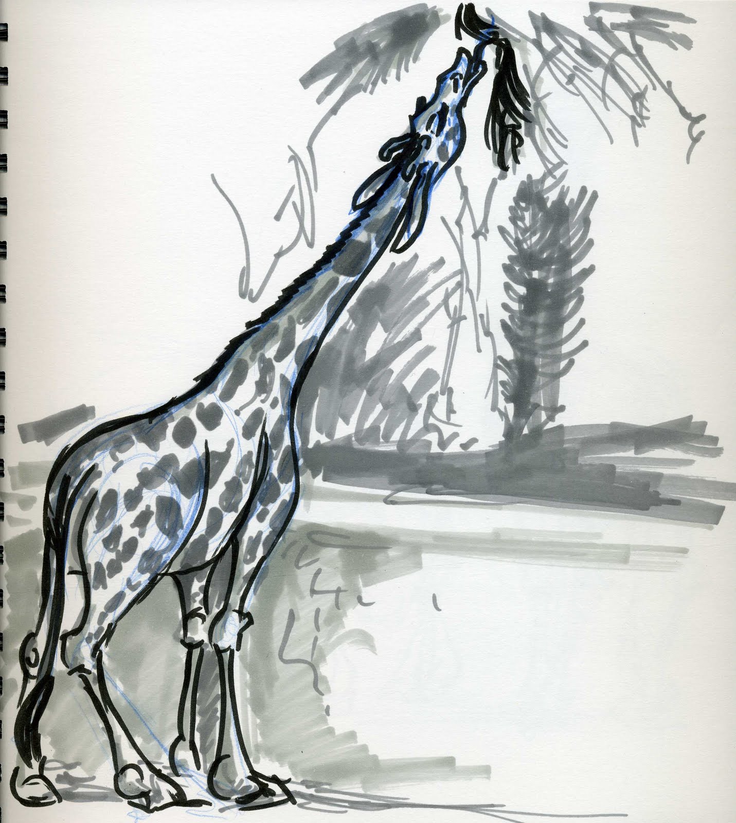 Joe Apel: MORE Zoo Drawings