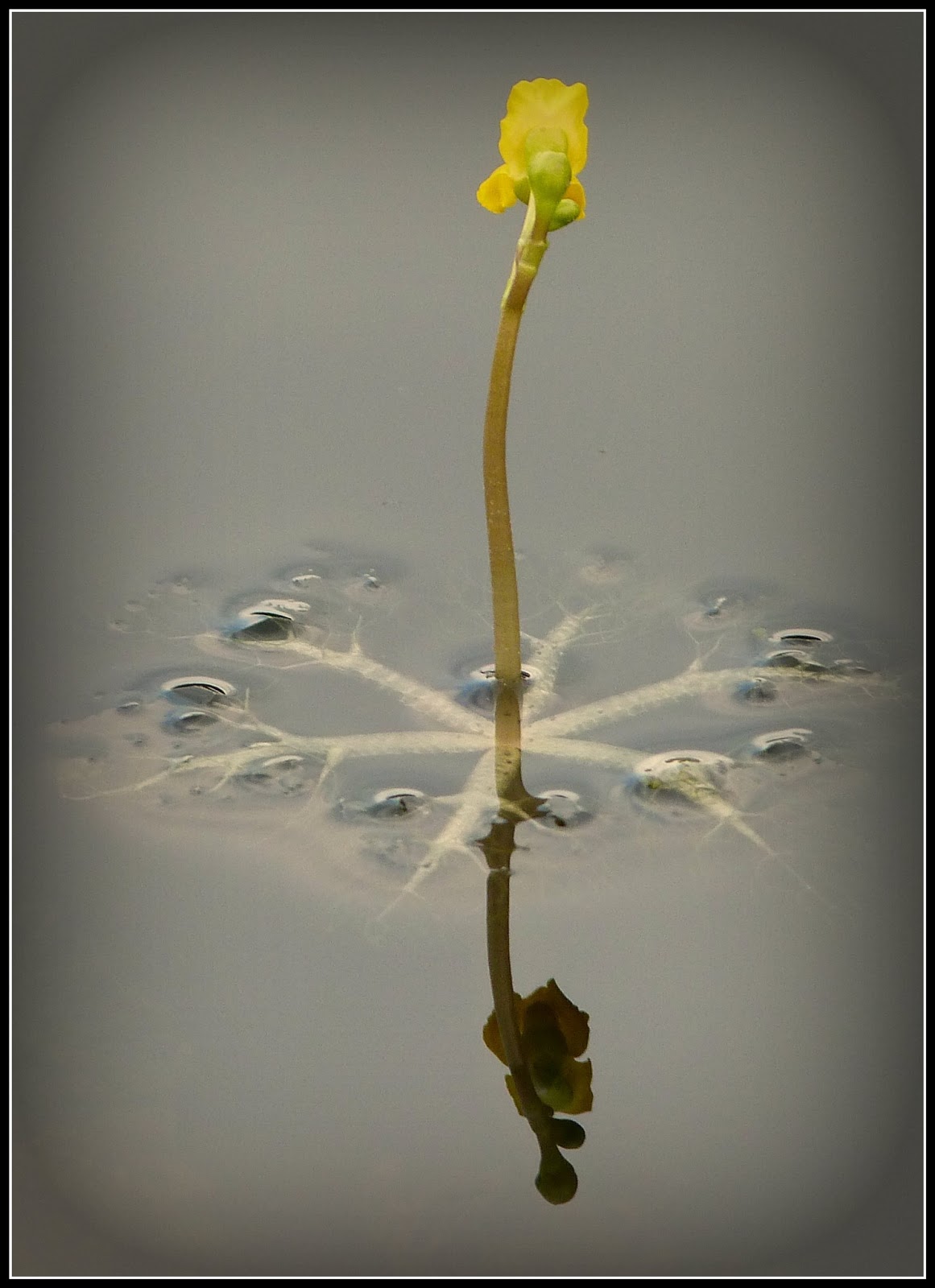 Appetite For Photos Unidentified Freshwater Flower