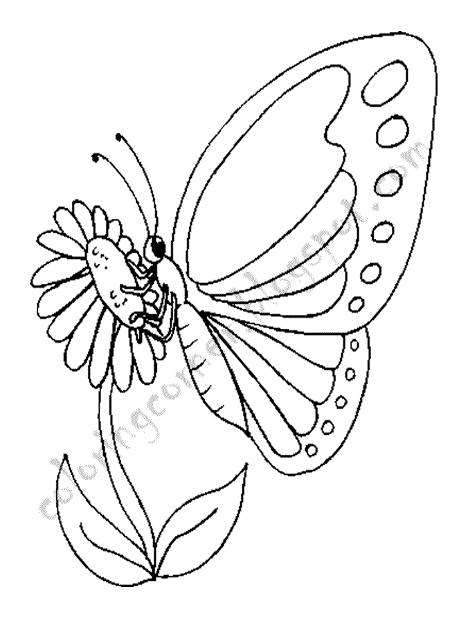 images of butterfly coloring pages - photo #30