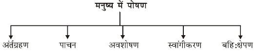 1473087657 ch 6 X nutrition in human - जैव प्रक्रम (Life Process)