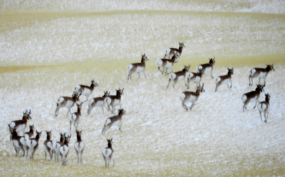 Elfshot Mule Deer and Pronghorn Antelope