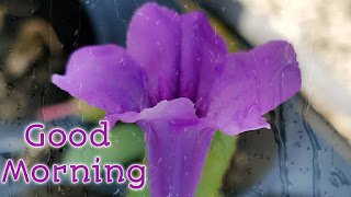 good morning good morning