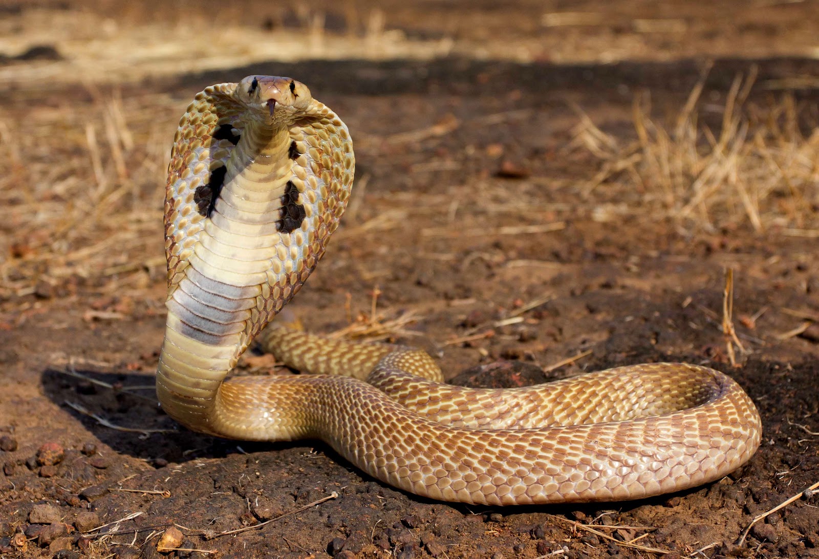 King Cobra Snake