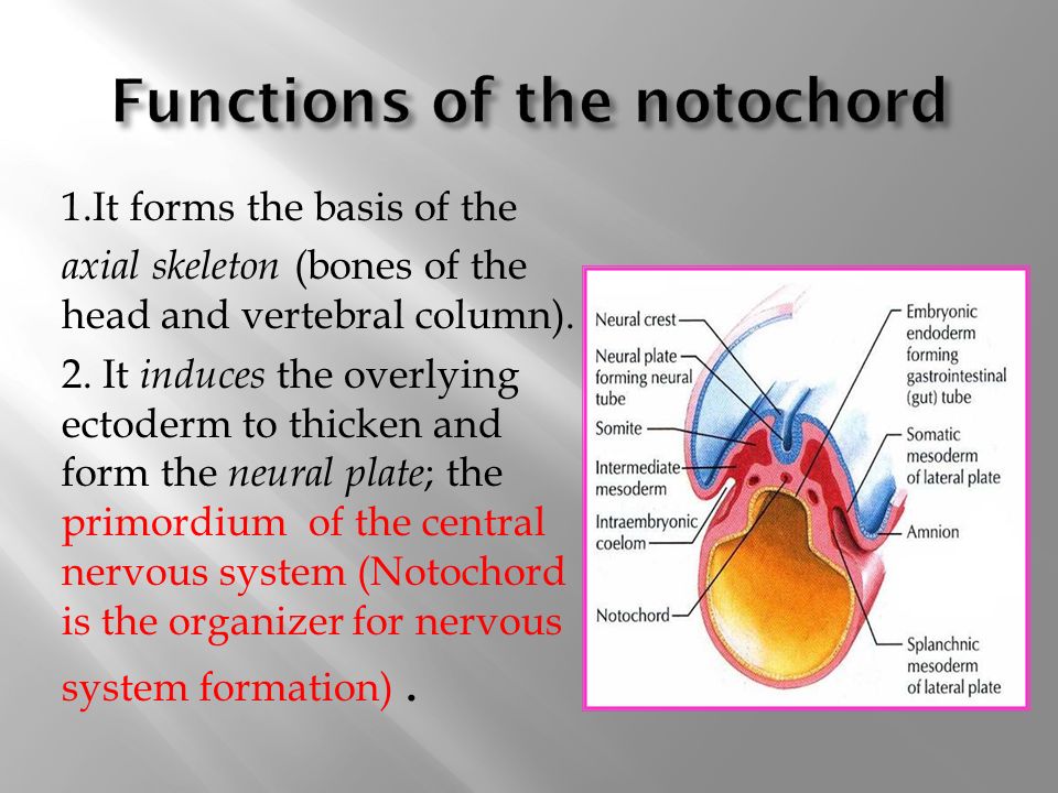 EXAMS AND ME Notochord