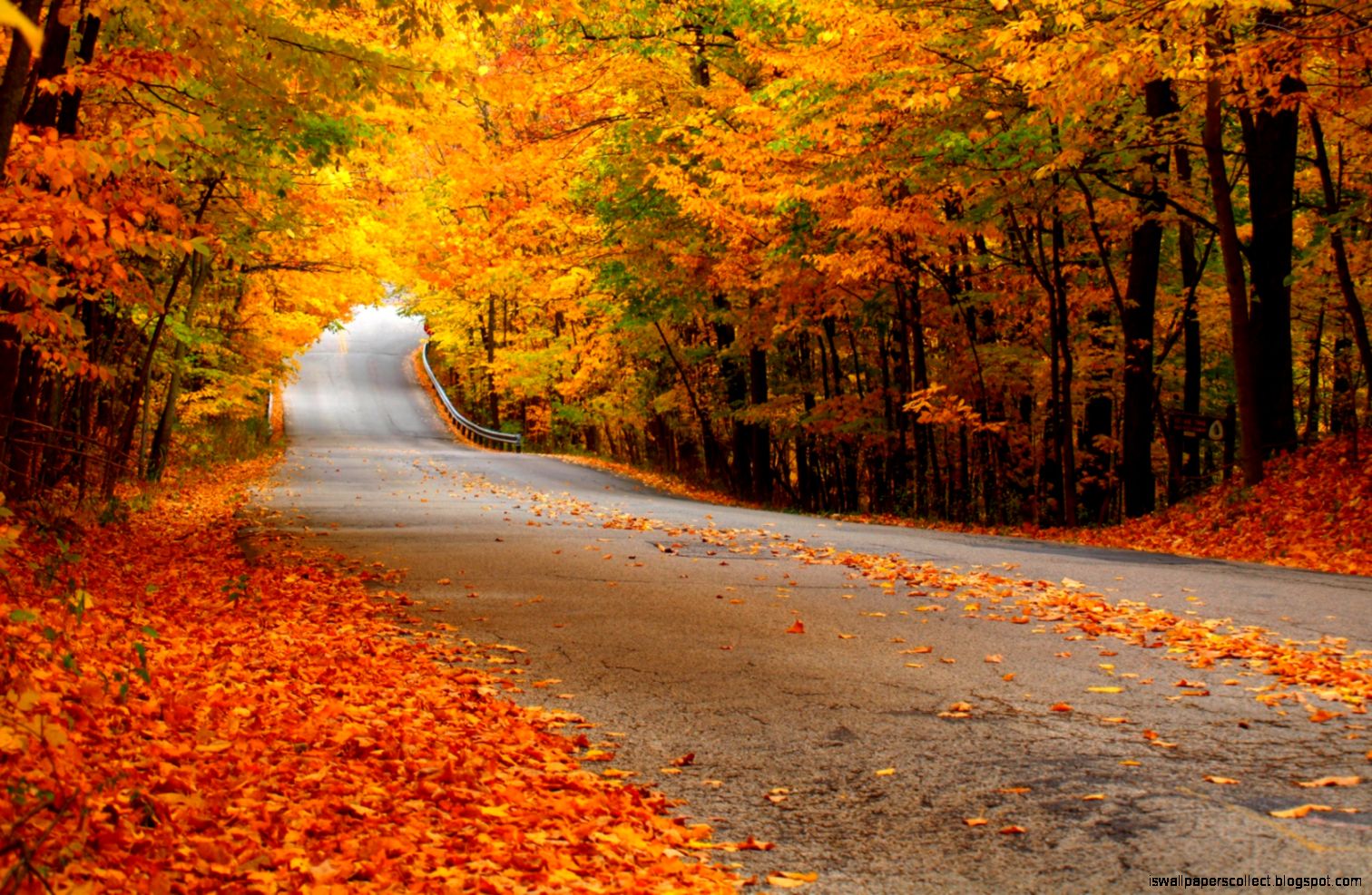 Autumn Leaves Road | Wallpapers Collection