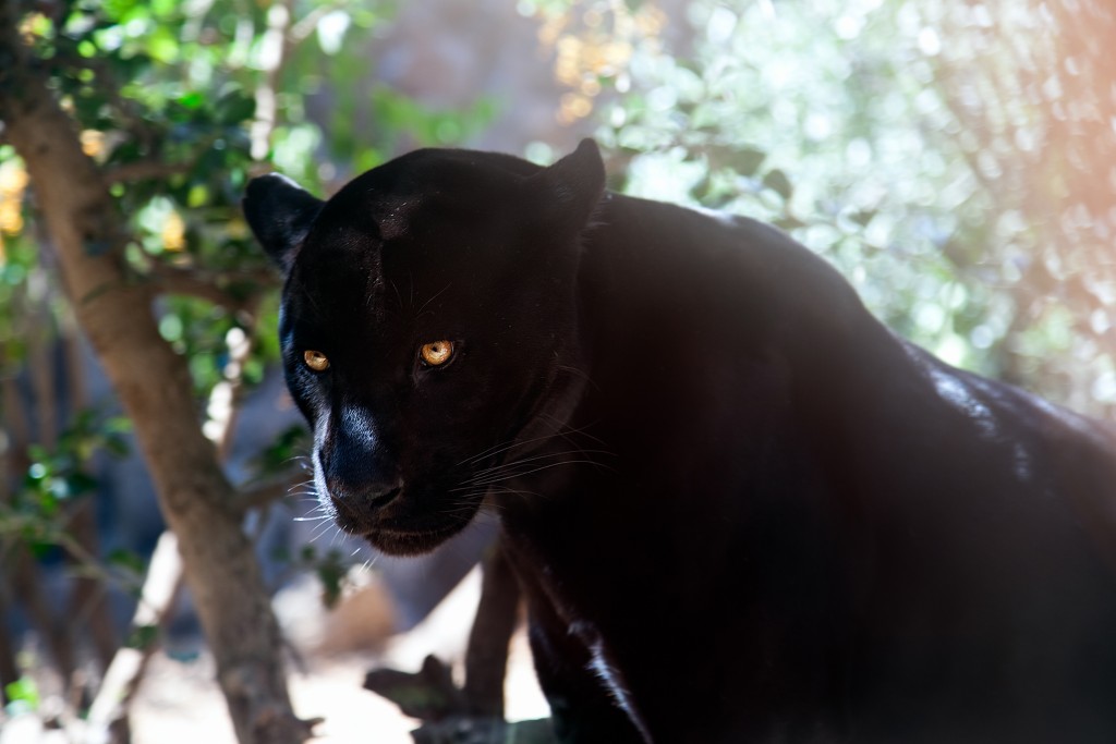 THE BLACK JAGUAR AS AN ENDANGERED SPECIES