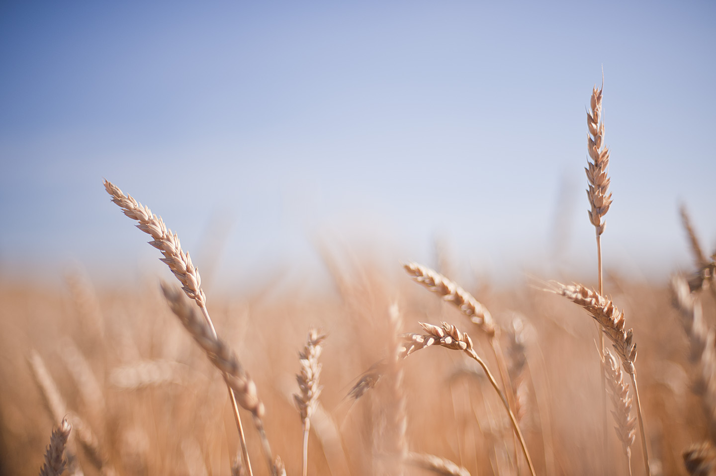 david leadbitter photography Ontario's winter wheat