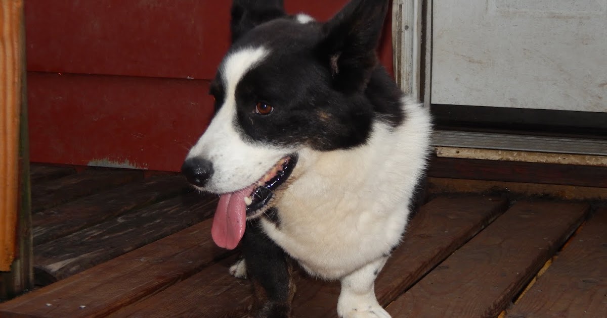 Big Ears Kennel Playboy