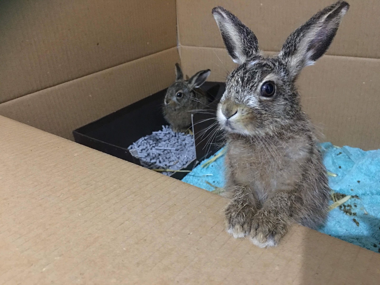 Can you keep a hare as a pet