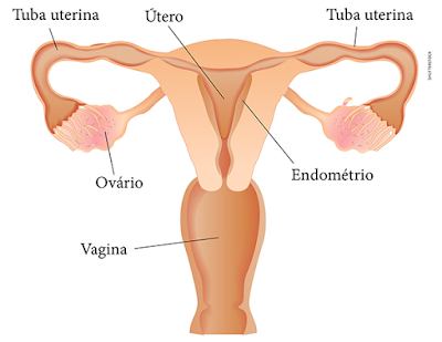 Tubas uterinas