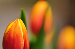 Fokus auf linker Tulpenknospe... Fokus auf linker Tulpenknospe...