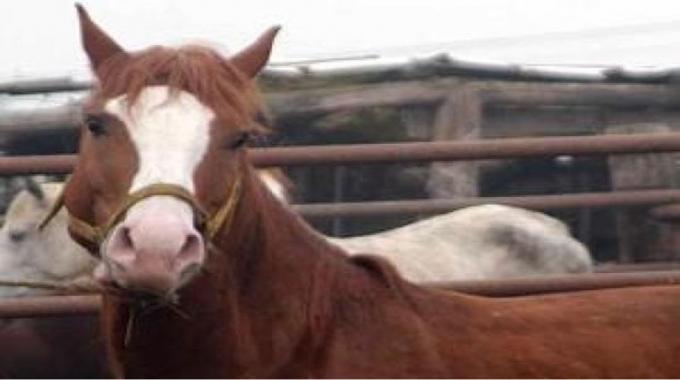Donne Che Fanno Sesso Con Cani E Cavalli