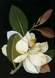 Magnolia, collage di carta