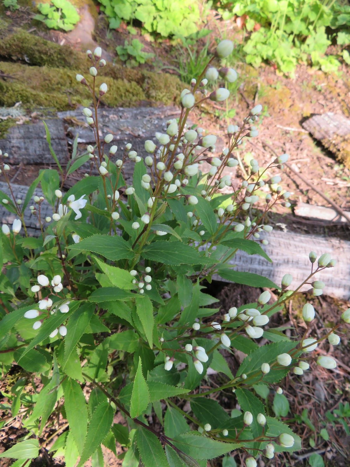 Spireas Brighten Any Garden