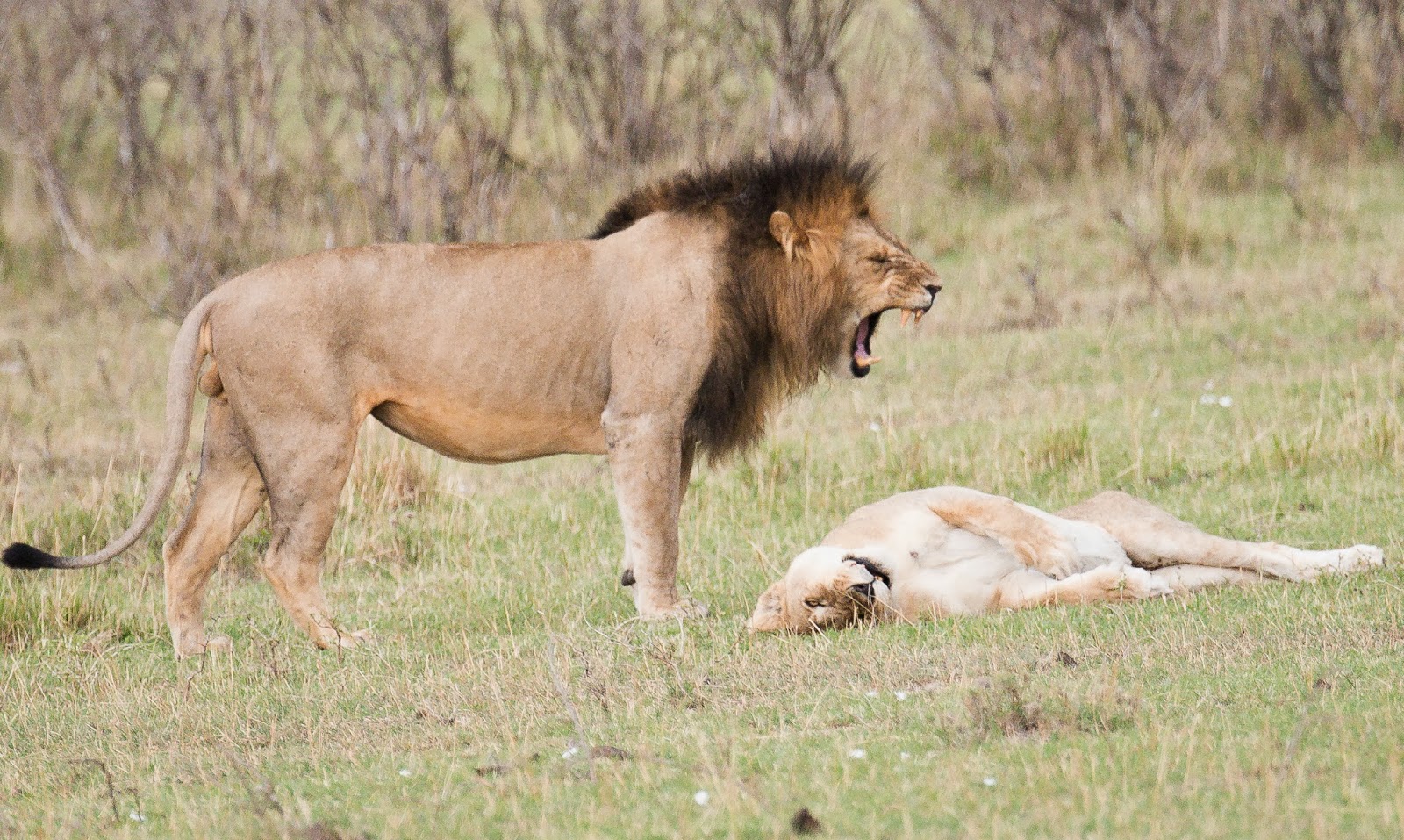 photoscope Lions of Kenya Mating, killing and tenderness with the