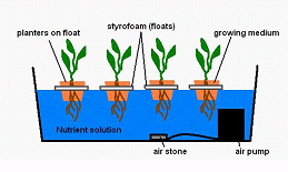 System Growing Plants Hydroponics System 