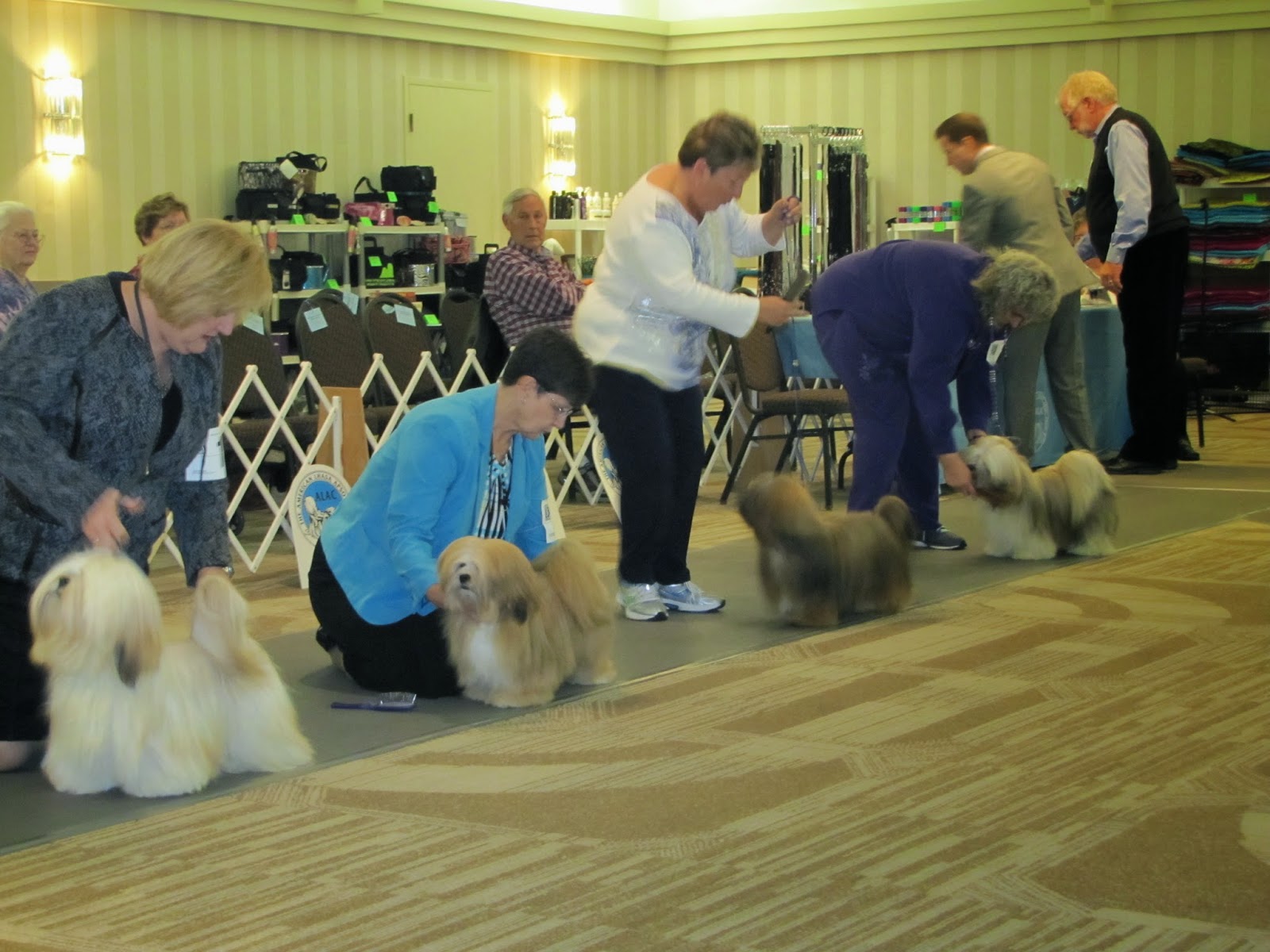 Lhasa Apso Blog Part II American Lhasa Apso Club National Specialty