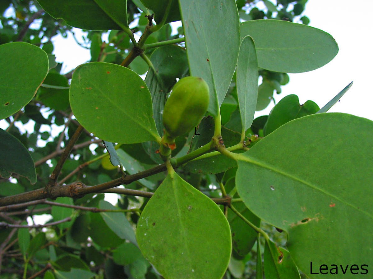 Kirala/sonneratia caseolaris Herbal plants Sri Lanka