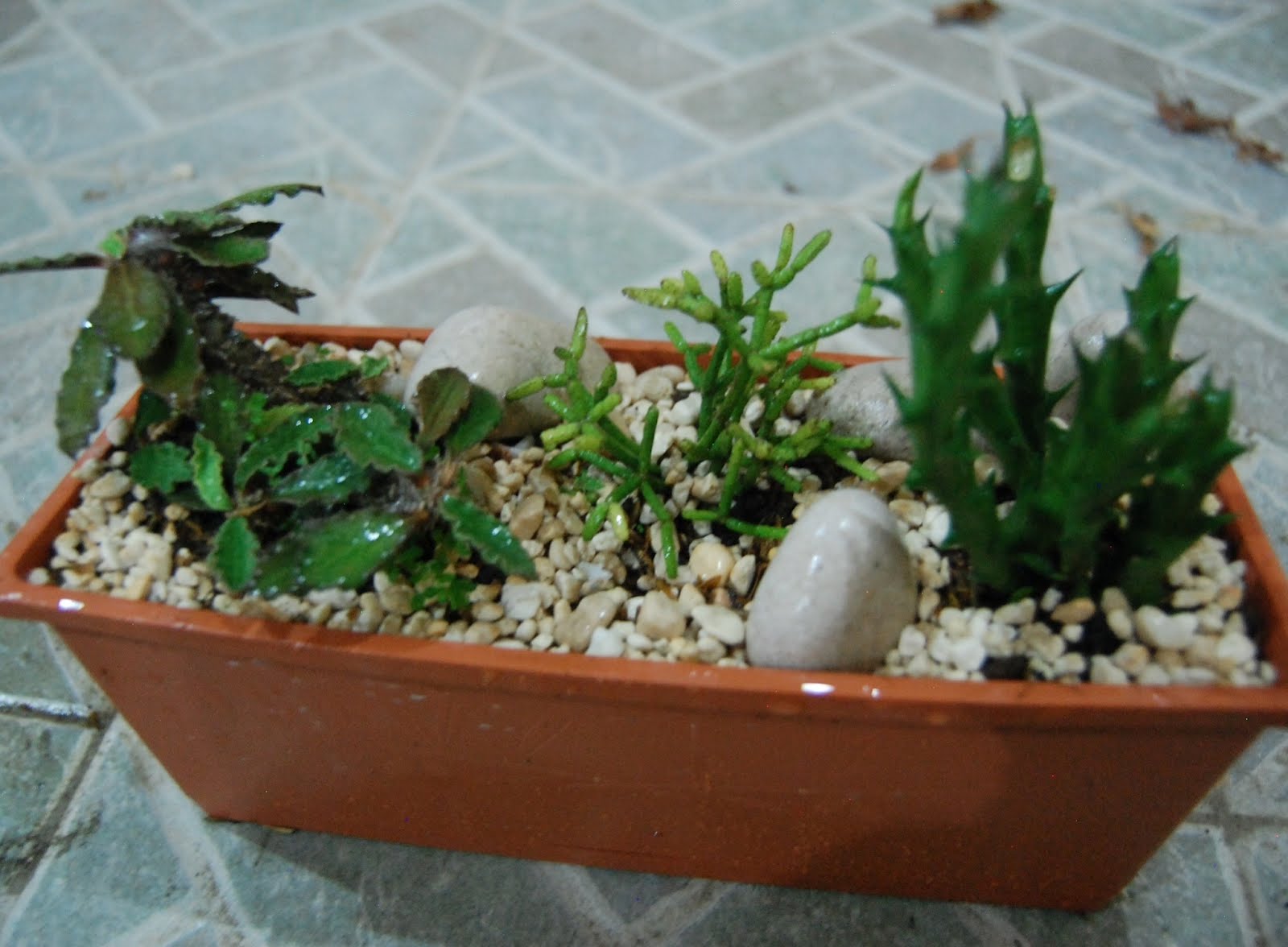 Journal & Spice Dish Garden