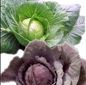 Cabbage Forte forum