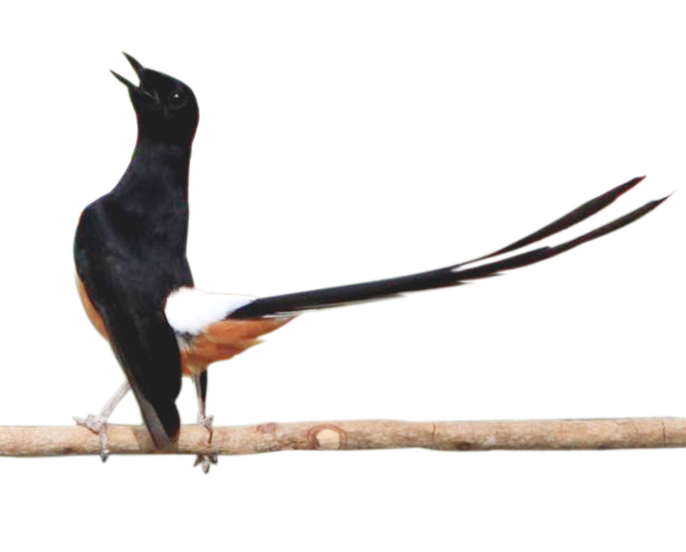 Gambar Logo Burung Murai Batu gambar viral hd