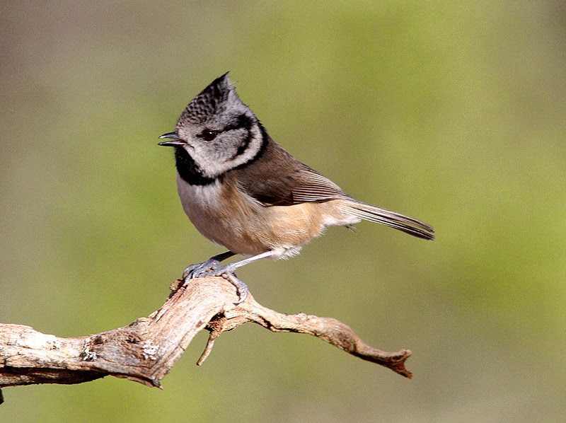 Crested Tit