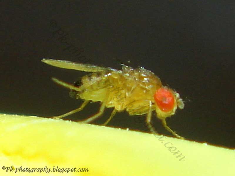 Drosophila melanogaster Life Cycle Nature, Cultural, and Travel